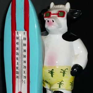 music-catalog-surf-pop